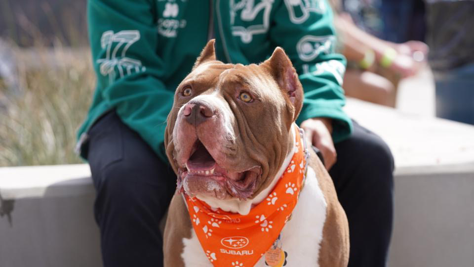 Hercules The Bully - Vegas Scoopers Mascot. Meet Hercules "The America Bully XL". Hercules was behind Vegas Scoopers Logo's inspiration. Hercules was also the idea behind starting pooper scooper business in Las Vegas.