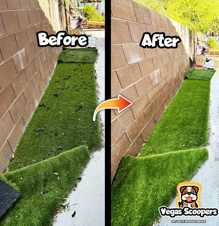 Before and After Vegas Scoopers