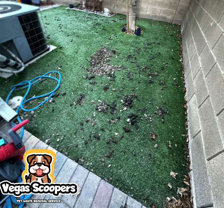 Before Vegas Scoopers Services